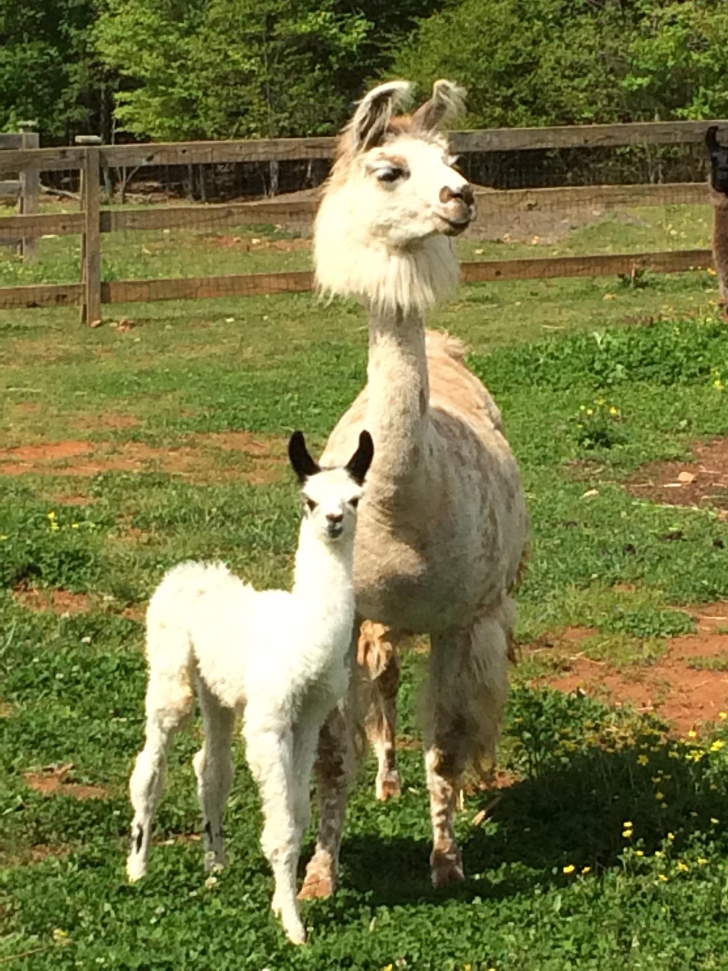 2015 baby llama Samaritan Ministries WinstonSalem, NC